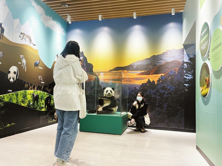 （转载）大熊猫国家公园设立一周年展在成博开展　三大展览板块 带你“穿越”熊猫生态走廊